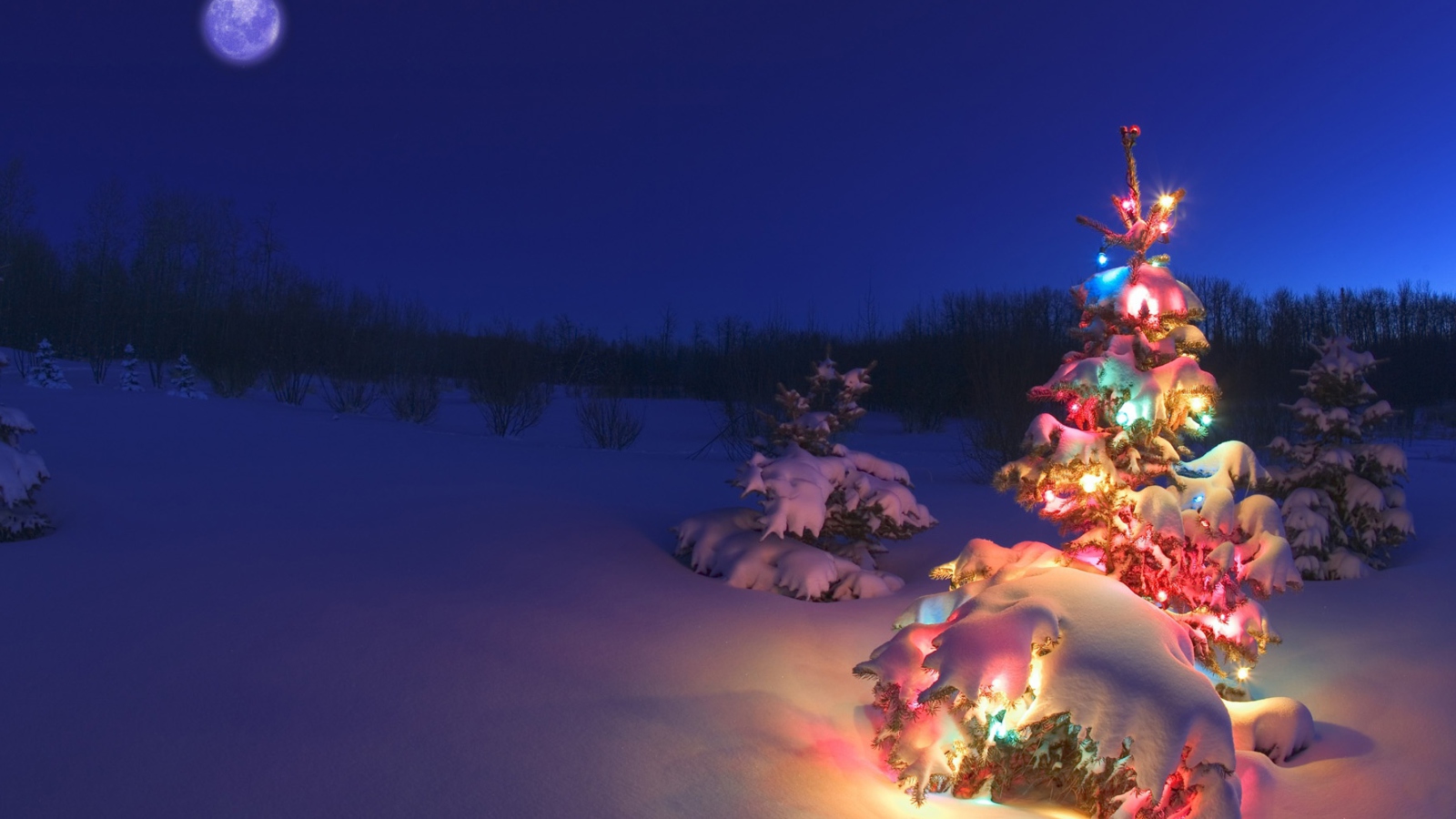 Sfondi Christmas Tree 1600x900