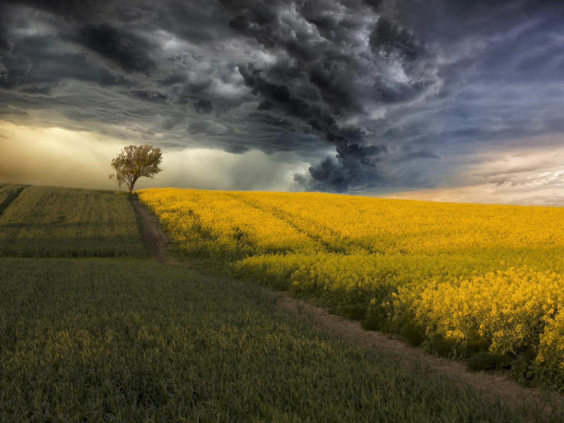 Canola Field wallpaper 1152x864