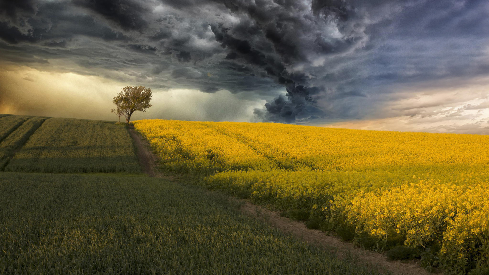 Canola Field wallpaper 1920x1080