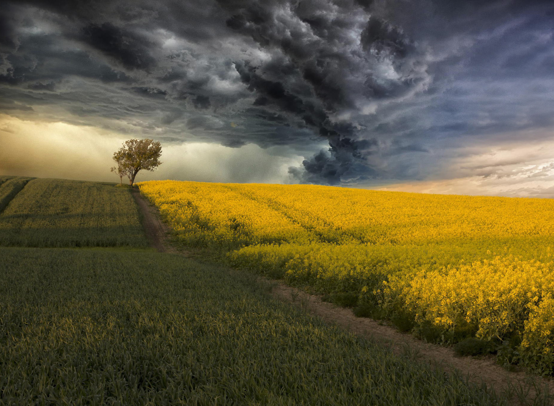 Das Canola Field Wallpaper 1920x1408