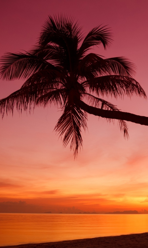 Crimson Sunset wallpaper 480x800