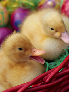 Yellow Duckling screenshot #1 240x320