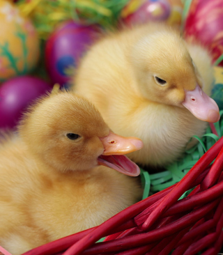 Yellow Duckling sfondi gratuiti per 320x480