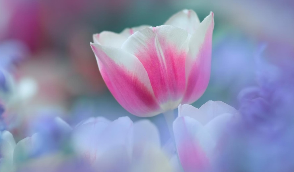 Das Pink Tulips Wallpaper 1024x600