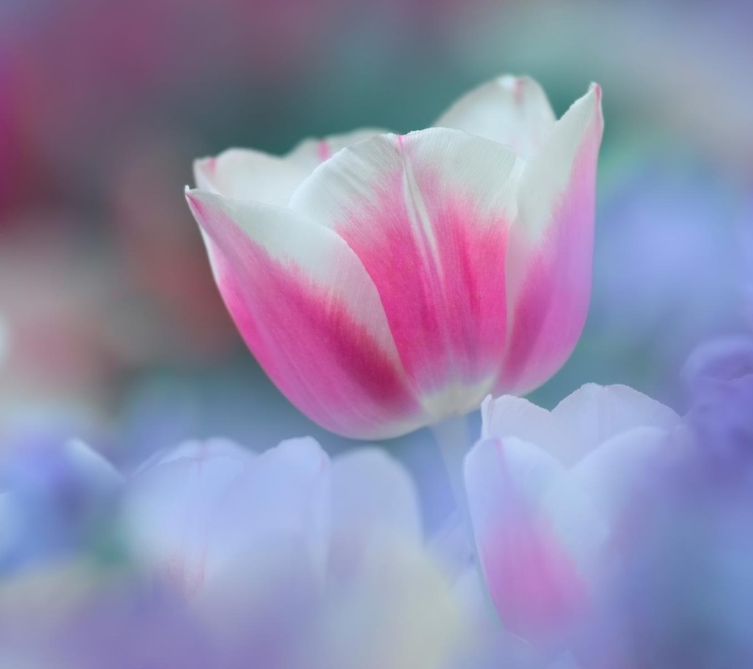 Обои Pink Tulips 1080x960