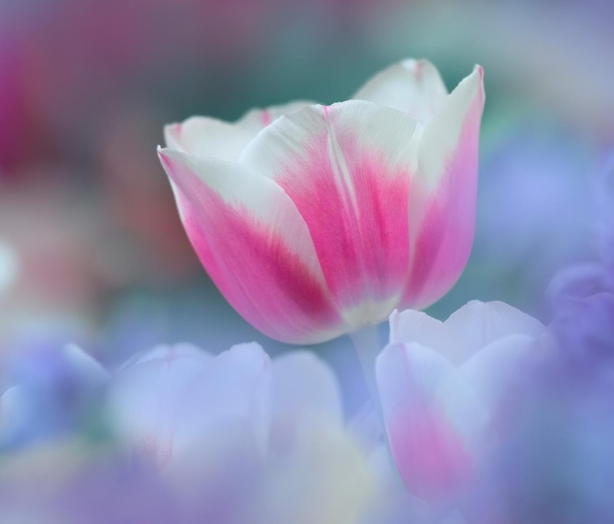Sfondi Pink Tulips 1200x1024