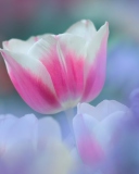 Das Pink Tulips Wallpaper 128x160