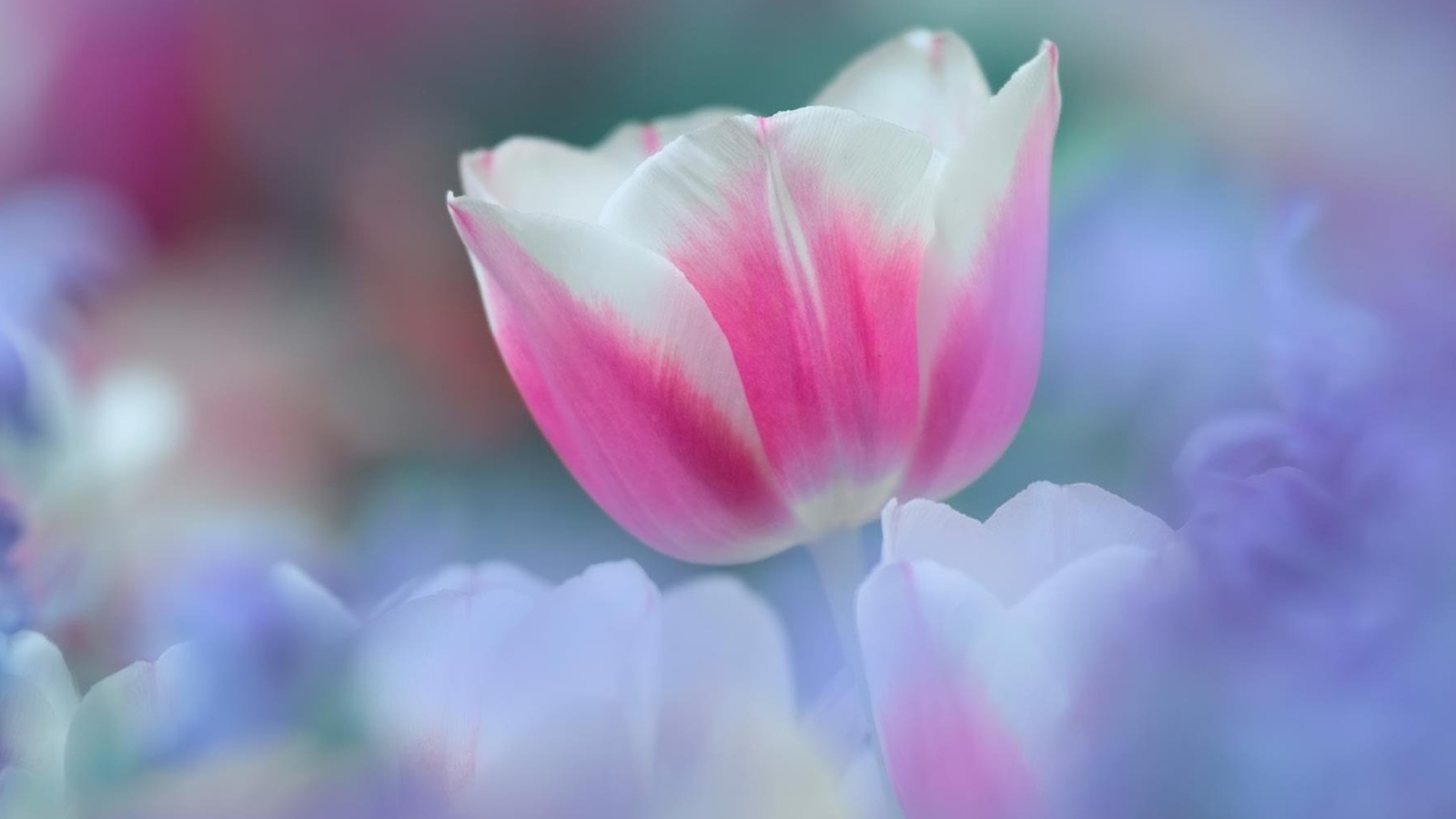 Обои Pink Tulips 1600x900
