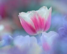 Pink Tulips wallpaper 220x176