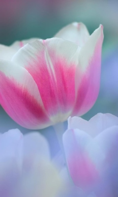 Sfondi Pink Tulips 240x400