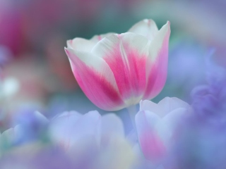 Pink Tulips wallpaper 320x240