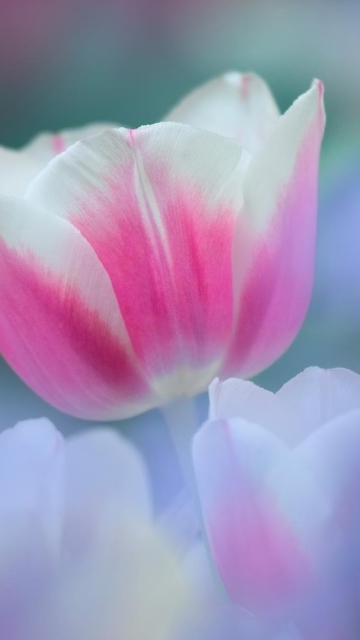 Обои Pink Tulips 360x640