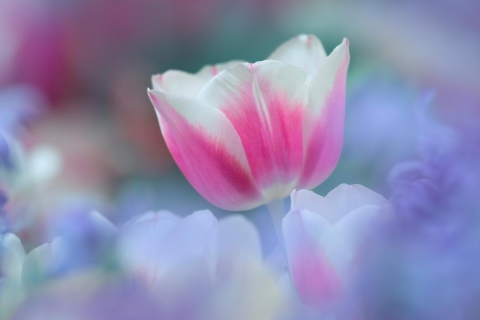 Das Pink Tulips Wallpaper 480x320