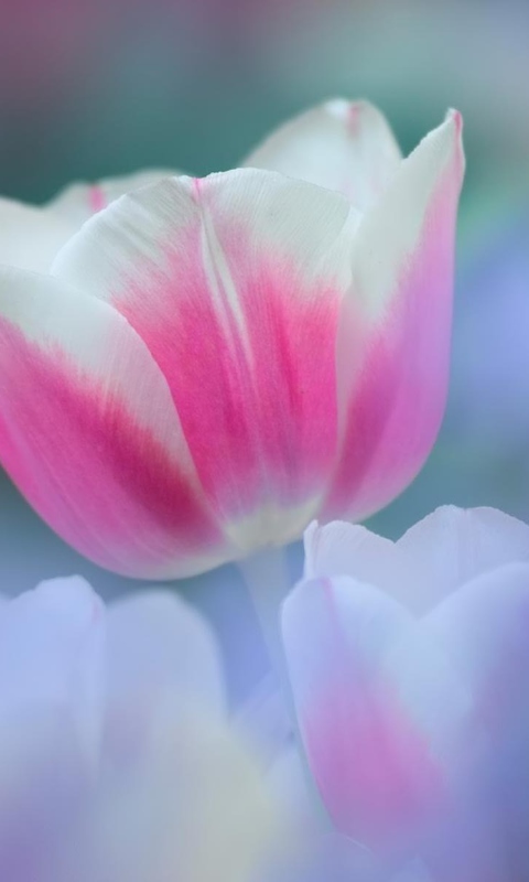 Das Pink Tulips Wallpaper 480x800