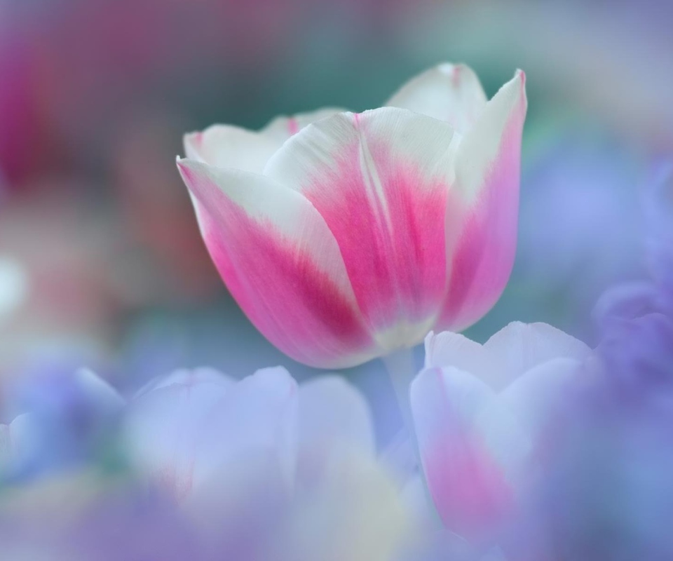 Pink Tulips wallpaper 960x800