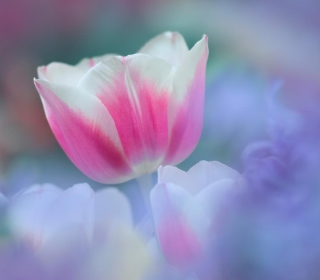 Free Pink Tulips Picture for iPad 3