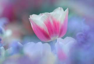 Pink Tulips Background for Android, iPhone and iPad