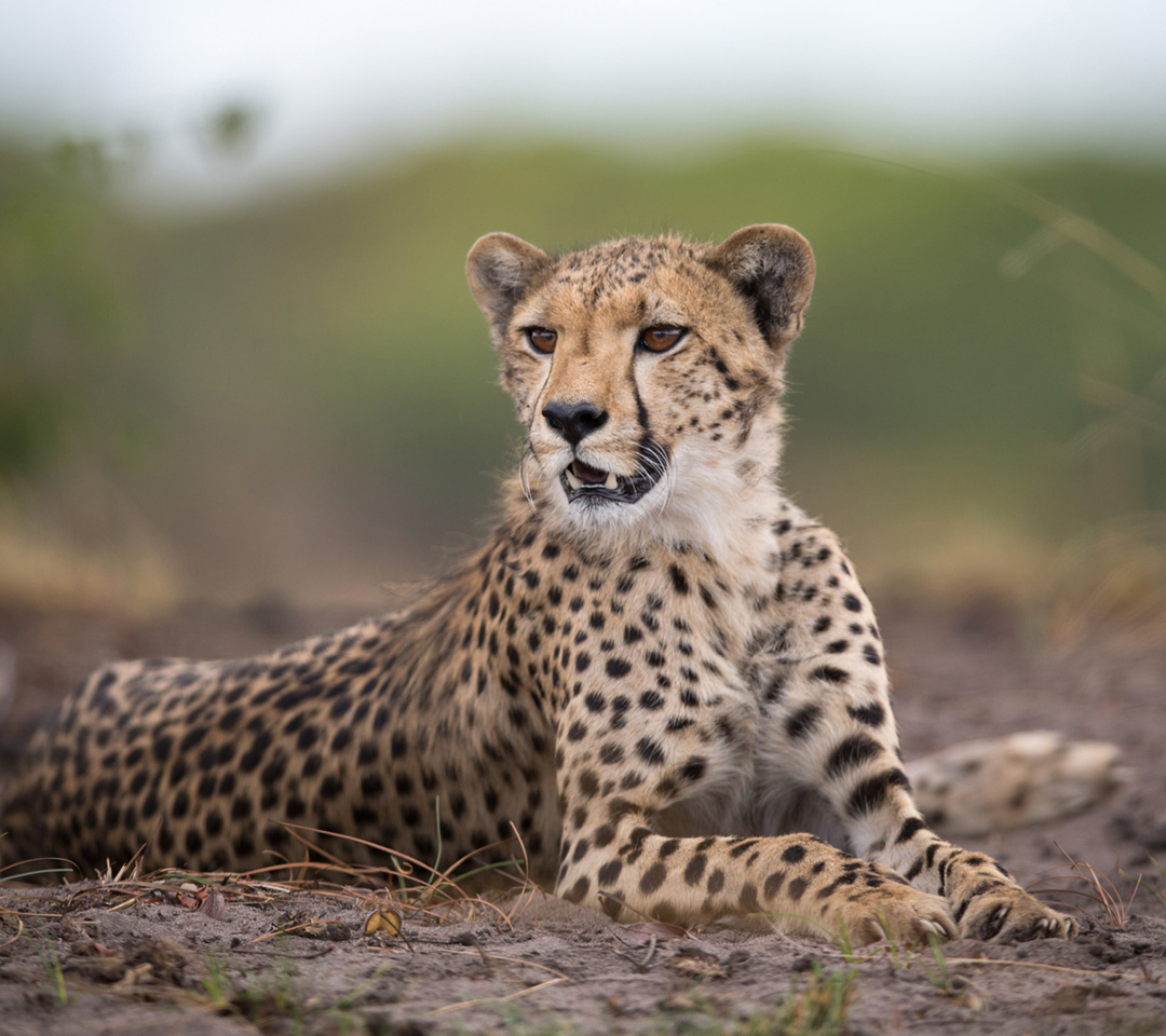 Обои Cheetahs in Kafue Zambia 1080x960