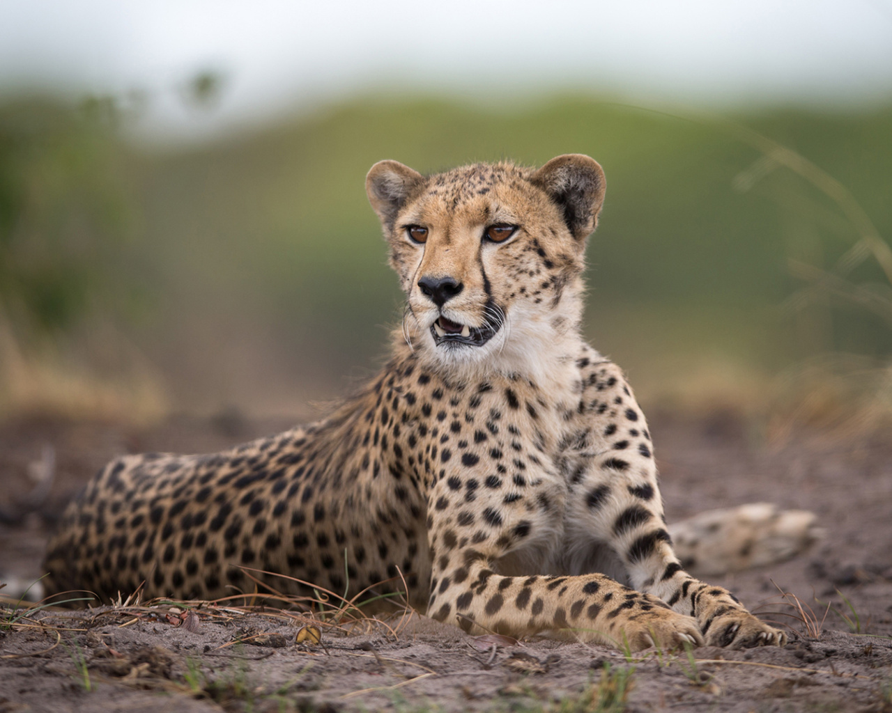 Das Cheetahs in Kafue Zambia Wallpaper 1280x1024