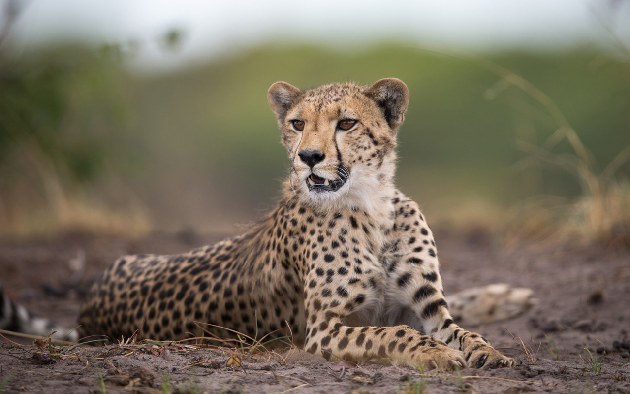Fondo de pantalla Cheetahs in Kafue Zambia 1280x800