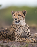 Das Cheetahs in Kafue Zambia Wallpaper 128x160