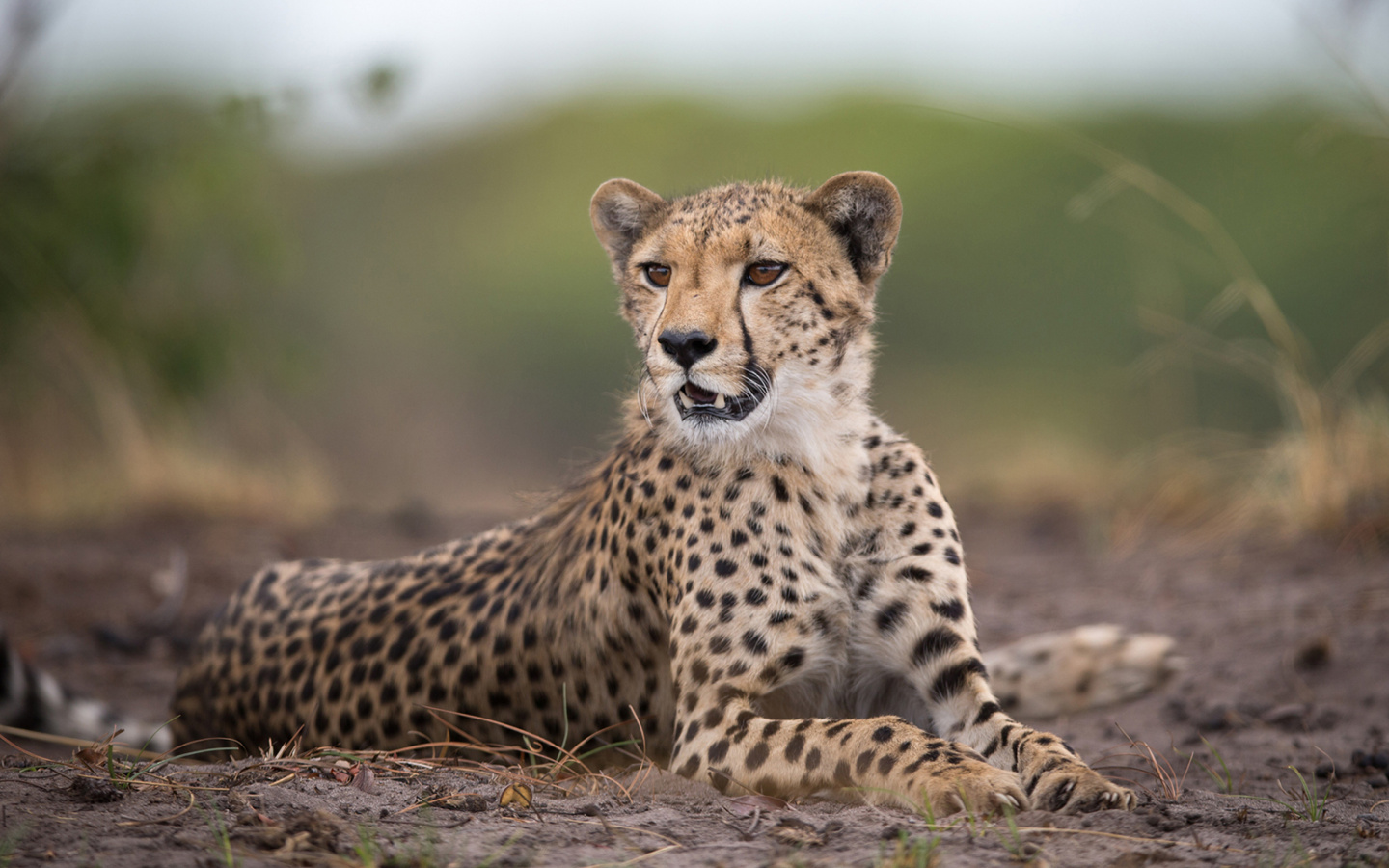 Cheetahs in Kafue Zambia wallpaper 1440x900