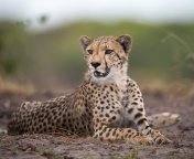 Sfondi Cheetahs in Kafue Zambia 176x144