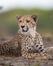 Cheetahs in Kafue Zambia wallpaper 176x220