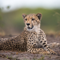 Обои Cheetahs in Kafue Zambia 208x208