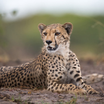 Cheetahs in Kafue Zambia wallpaper 208x208