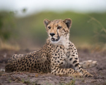 Обои Cheetahs in Kafue Zambia 220x176