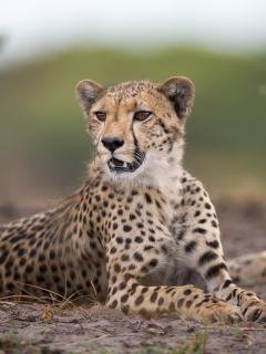 Das Cheetahs in Kafue Zambia Wallpaper 240x320
