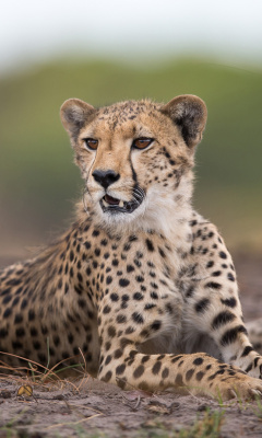 Обои Cheetahs in Kafue Zambia 240x400