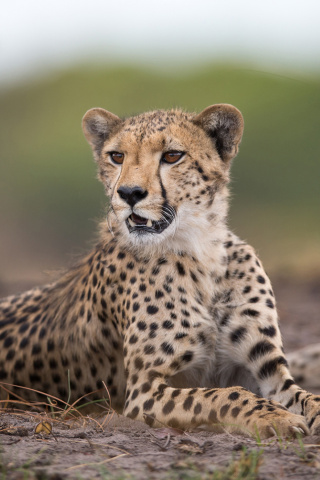 Fondo de pantalla Cheetahs in Kafue Zambia 320x480
