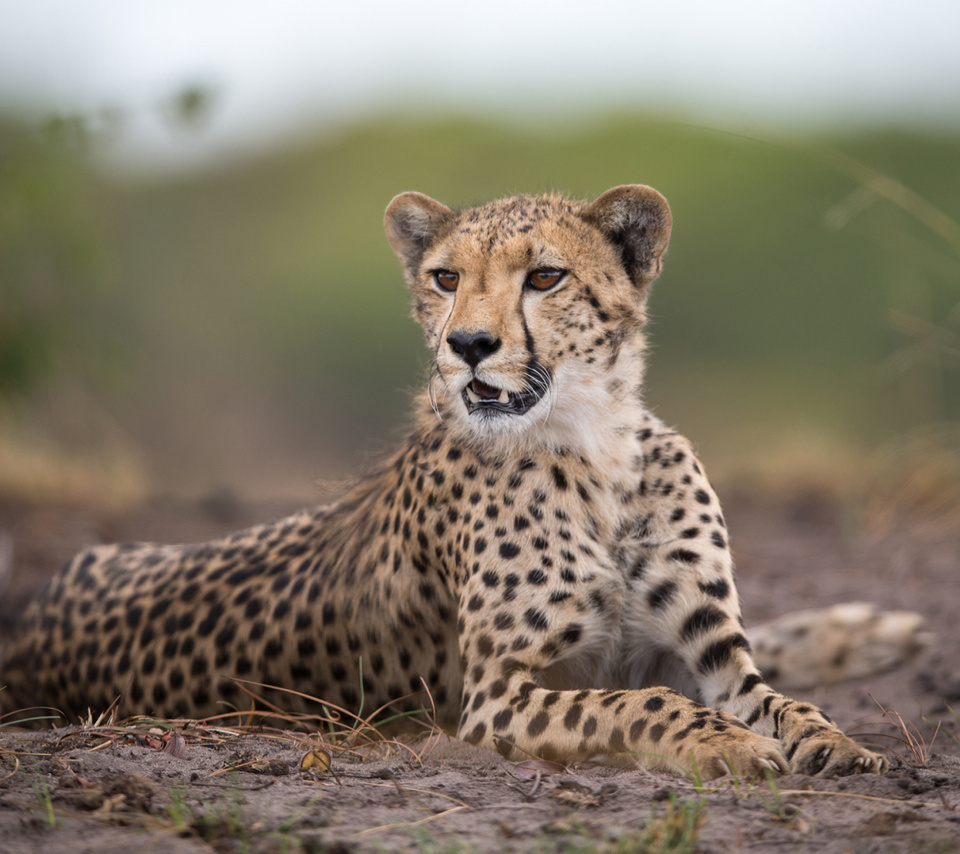 Обои Cheetahs in Kafue Zambia 960x854