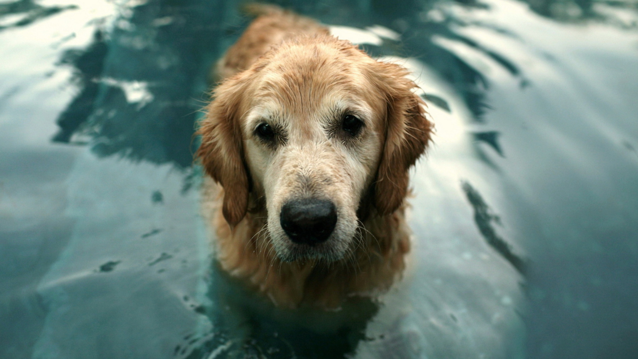 Wet Golden Retriever wallpaper 1280x720