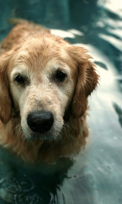 Screenshot №1 pro téma Wet Golden Retriever 240x400