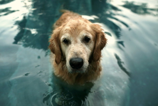 Wet Golden Retriever Picture for Android, iPhone and iPad
