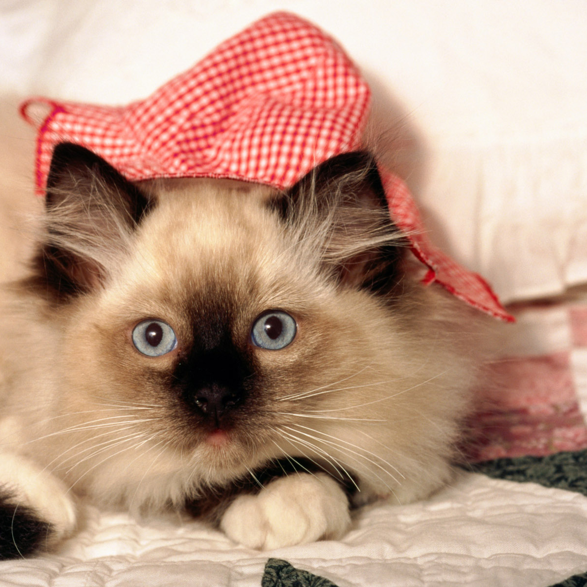 Кошечки захрюкали. Бирманская кошка котята. Сиамская кошка. Сиамские котята. Бирманская кошка рыжая.