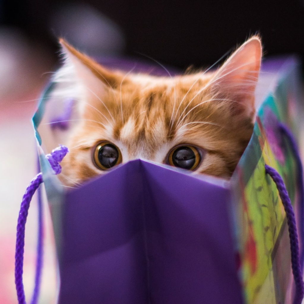 Screenshot №1 pro téma Ginger Cat Hiding In Gift Bag 1024x1024