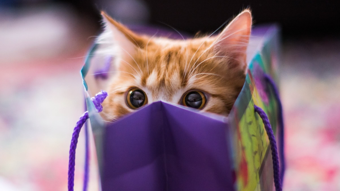 Ginger Cat Hiding In Gift Bag wallpaper 1366x768