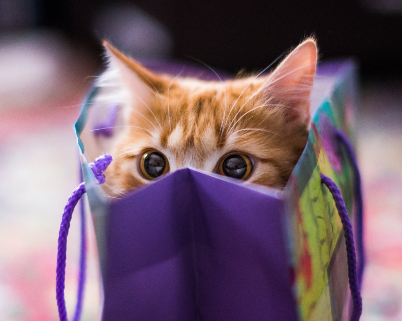 Das Ginger Cat Hiding In Gift Bag Wallpaper 1600x1280
