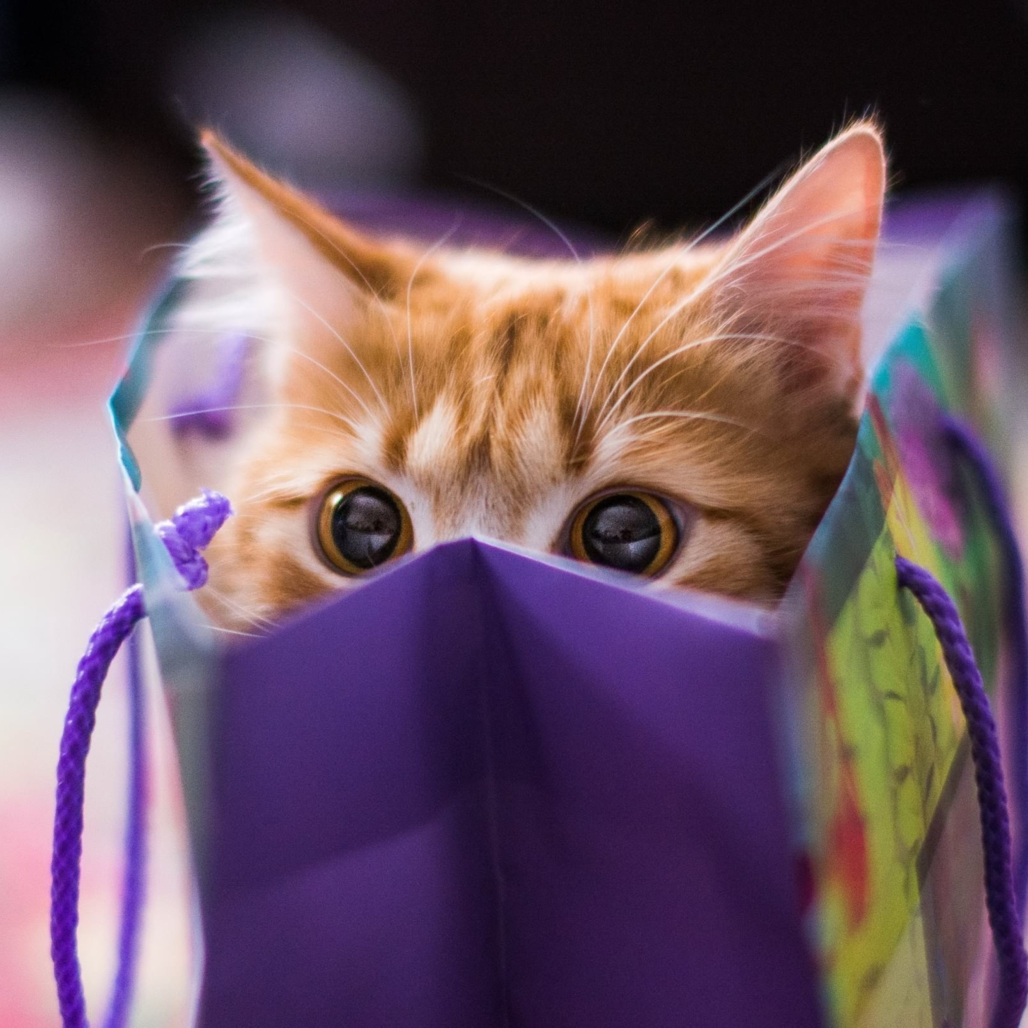 Sfondi Ginger Cat Hiding In Gift Bag 2048x2048