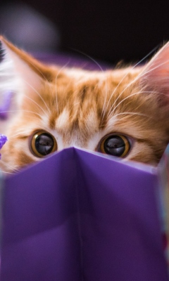 Обои Ginger Cat Hiding In Gift Bag 240x400