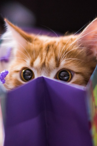 Sfondi Ginger Cat Hiding In Gift Bag 320x480