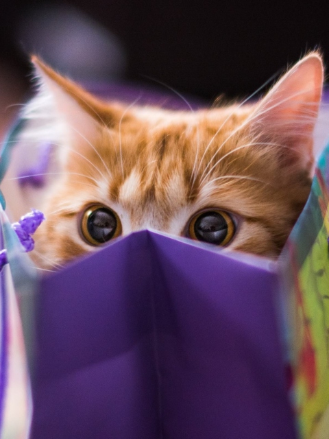 Das Ginger Cat Hiding In Gift Bag Wallpaper 480x640