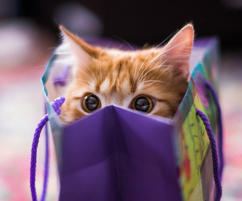 Обои Ginger Cat Hiding In Gift Bag 960x800