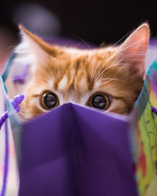 Ginger Cat Hiding In Gift Bag Background for 240x320