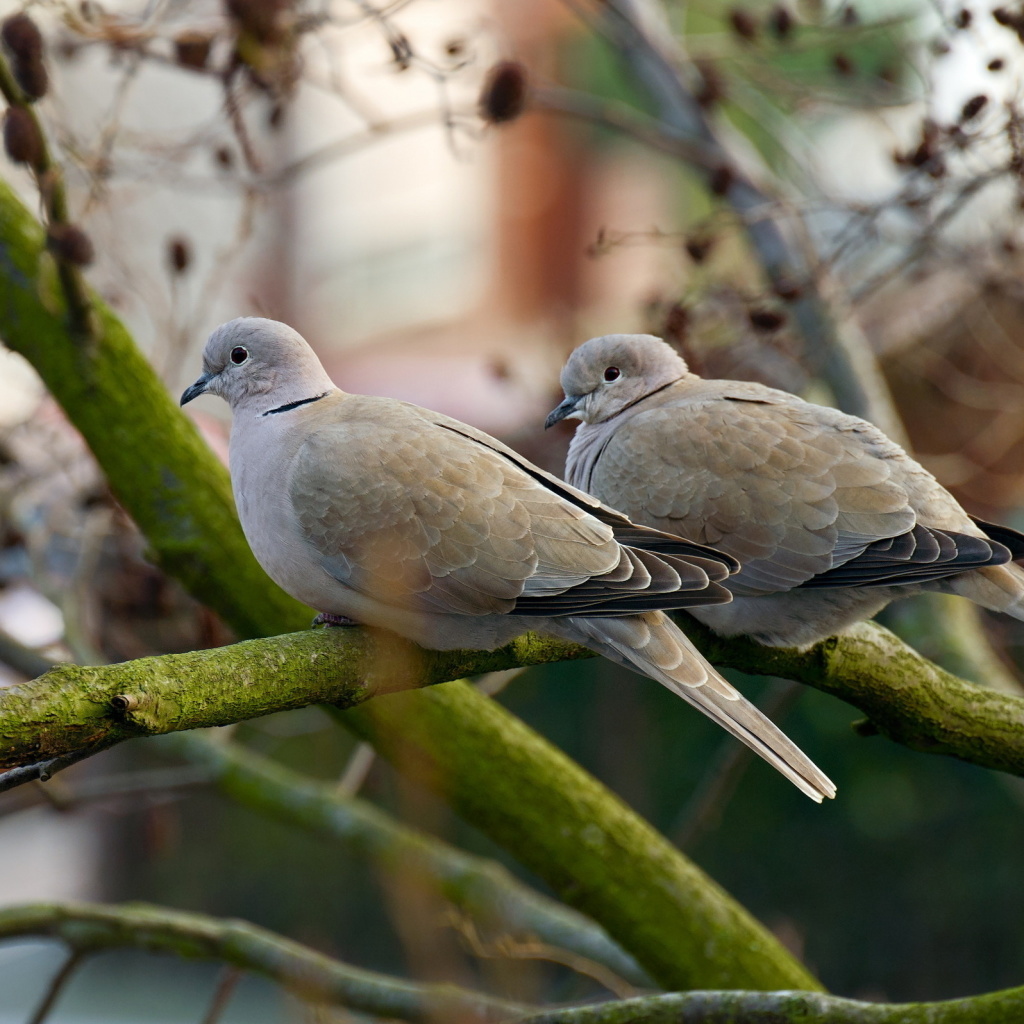 Das Gray Pigeons Wallpaper 1024x1024