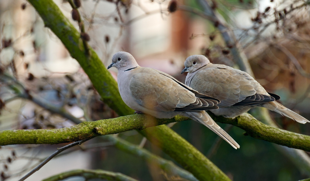 Sfondi Gray Pigeons 1024x600